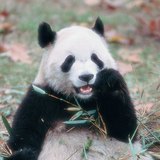 大熊猫