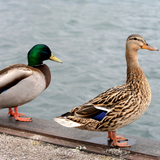 绿头鸭