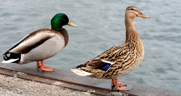 綠頭鴨