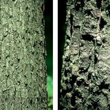 无梗橡木和土耳其橡木的树皮