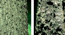 無梗橡木和土耳其橡木的樹皮