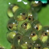 Gallery For > Tree Frog Eggs