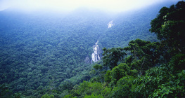 亞馬遜熱帶雨林