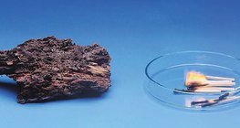 树木腐烂的慢，但燃烧的快