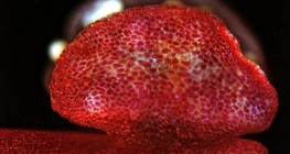 打开的紫茉莉花粉袋（光学显微镜）