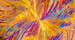 氨茶鹼（藥）的晶體