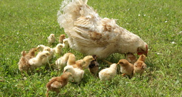 母雞和小雞