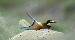 慄喉蜂虎鳥戲水