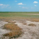 Elszikesedett talaj a Hortobágyon