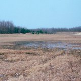 植樹可以幫助防止流沙