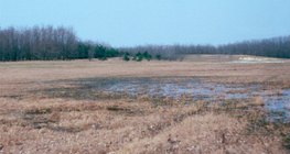植樹可以幫助防止流沙