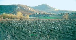 アップル・オーチャードの冬