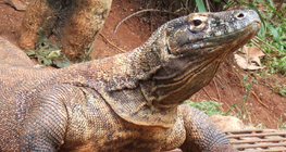 科莫多巨蜥