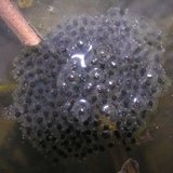 Scherman Hoffman Wildlife Sanctuary: Wood Frog Tad