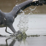 冰水上的捕魚的鳥