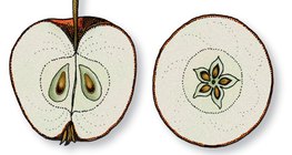 蘋果的橫縱截面