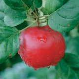 사과나무의 열매