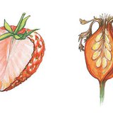 草莓和玫瑰果的橫截面