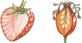 草莓和玫瑰果的橫截面