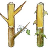 야생 자두나무 관목의 가시, 그리고 장미꽃의 가시