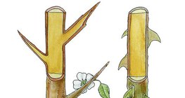 黑刺灌木荊棘和玫瑰刺