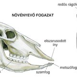 Növényevő fogazat és zápfog