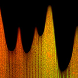 蝴蝶翅膀鳞片的超微结构
