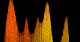 蝴蝶翅膀鱗片的超微結構