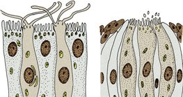 感覺受體細胞：嗅覺受體細胞（左）和味覺受體細胞（右）