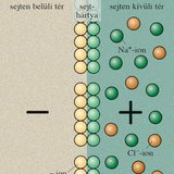 Nyugalmi állapot (idegsejtek)