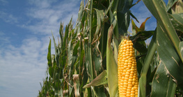 玉米