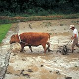 大米的生产过程 - 1