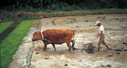 大米的生产过程 - 1