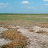 盐渍的土壤特征