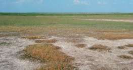 鹽漬的土壤特徵