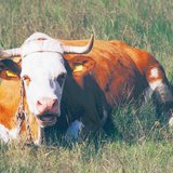 Cattle are ruminant mammals