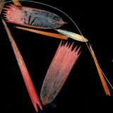 蝴蝶翅膀的鳞片