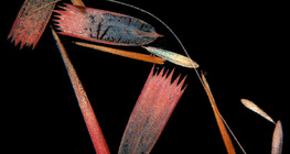 蝴蝶翅膀的鱗片