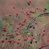 玫瑰果是玫瑰的果实