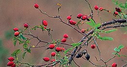 玫瑰果是玫瑰的果實