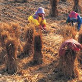 大米的生产过程 - 3