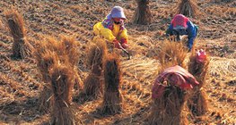 大米的生产过程 - 3