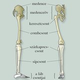 Az alsó végtagváz csontjai 