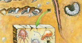 土壌に住む生物