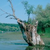 消失的湖泊：湿地