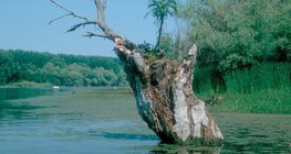 消失的湖泊：濕地