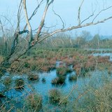 消失的湖泊：沼泽地