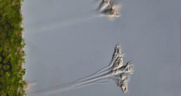 藻菌植物單細胞生物（等枝蟲屬）