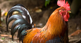 公雞