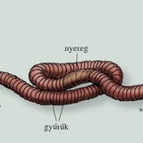 A földigiliszta testrészei